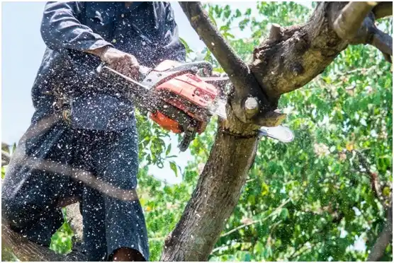 tree services Hartland